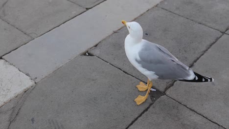 A-seagull-walking-around