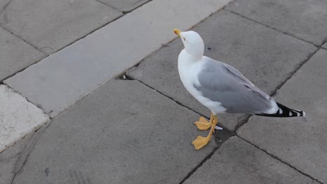 Eine-Möwe,-Die-Herumläuft