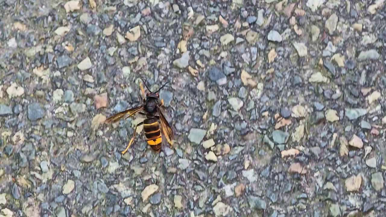 Camera follow shot of hornet walking across asphalt—black and yellow body, translucent wings, and segmented legs move over rough surface, revealing insect behavior and urban micro-ecology