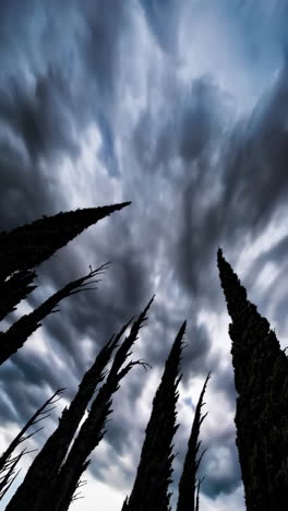 dark stormy clouds over cypress trees