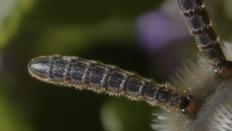 close-up macro shot of an insect's antennae