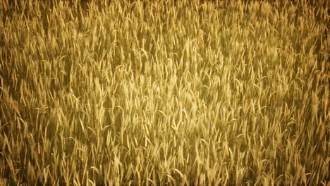ripe yellow rye field under beautiful summer sunset sky with clouds