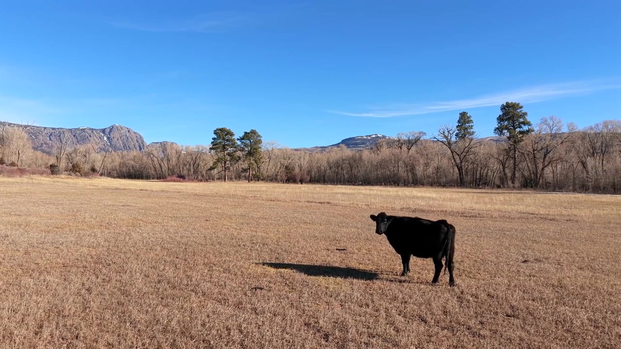 Vista 4K di una singola mucca nera in piedi in un pascolo dorato e brullo. Un'ombra si estende sull'erba secca verso una lontana linea di alberi e le aspre scogliere di Brazos del Nuovo Messico.