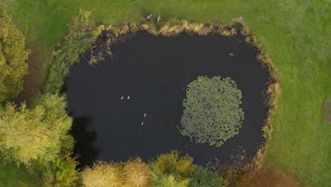 pond surrounded by lush grass