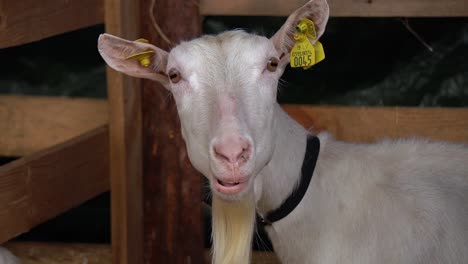 goat shows interest in others