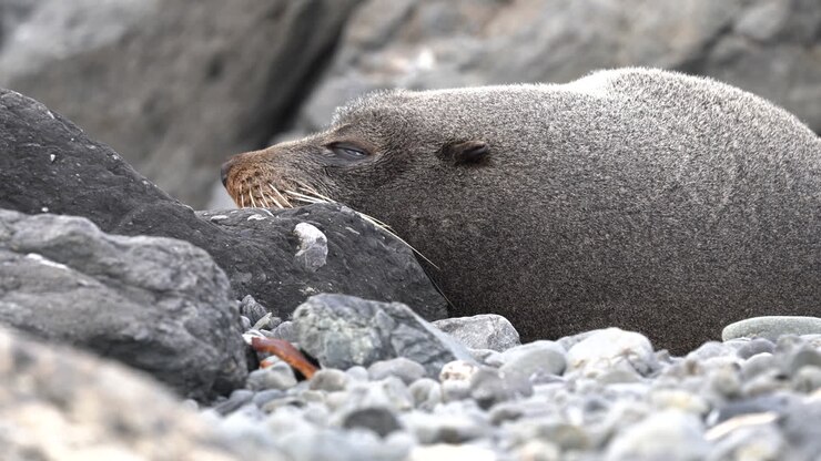 New Zealand fur seal close up sleeping on rocks