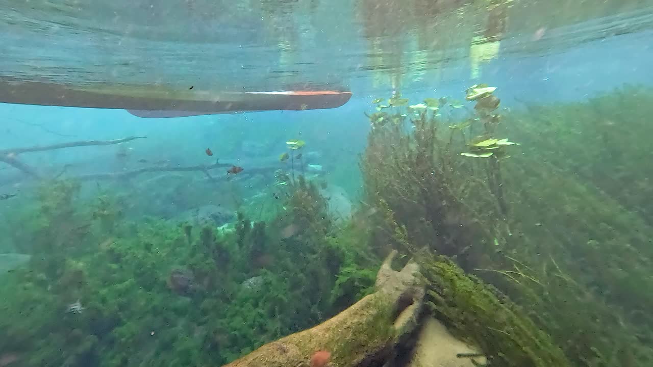 manantial submarino cristalino con plantas acuáticas y peces