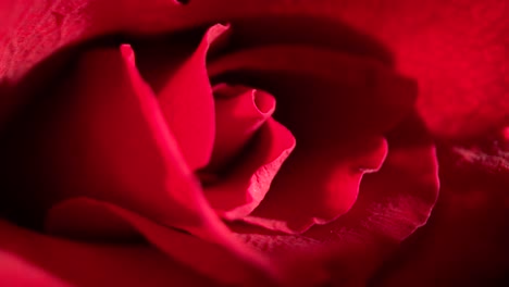 shadows and light moving to reveal details of a vibrant and beautiful red rose, close up detail.