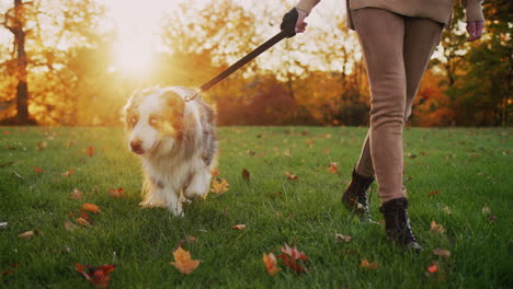 a young woman walks her dog in the park at sunset. in the frame, her legs and pet are visible.