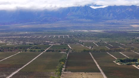 Vineyards-stand-out-in-contrast-to-the-towering-Andes-Mountains-in-the-distance,-creating-an-unparalleled-landscape-in-Cafayate,-Salta,-Argentina