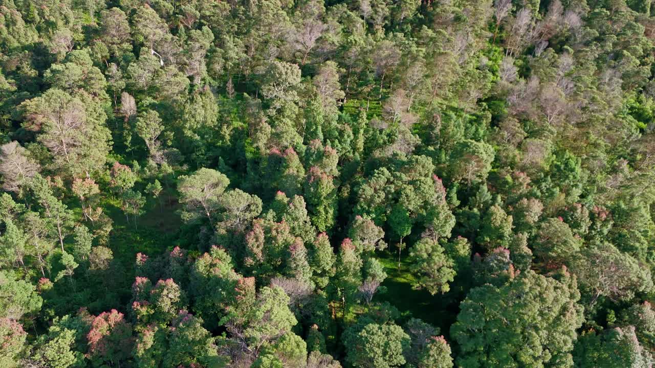 Drone footage flying above a dense tropical forest filled with green foliage and natural textures in a mountain area