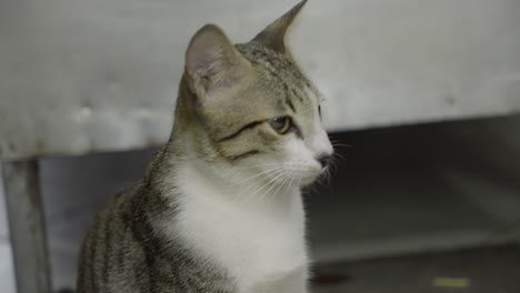 Portrait-Of-Adorable-Calm-Domestic-Cat-Looking-Aside-and-Around-in-Living-Room