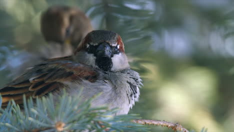 Narrow-focus-closeup-of-male-and-female-Sparrows-on-spruce-tree-branch