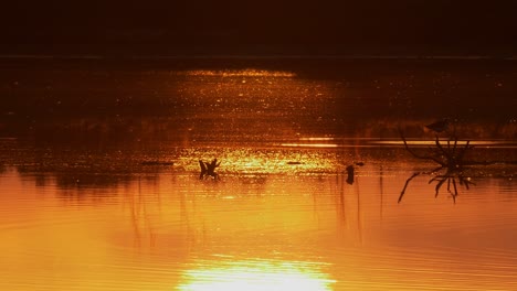 orange sunset at stilt pond in pukorokoro miranda shorebird centre, new zealand