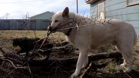 Cámara-Lenta---Gran-Perro-Husky-Y-Un-Pequeño-Gato-Atigrado-Masticando-Una-Rama-De-árbol-Muerta-Rota-En-El-Patio-Trasero-De-Una-Casa-De-Campo