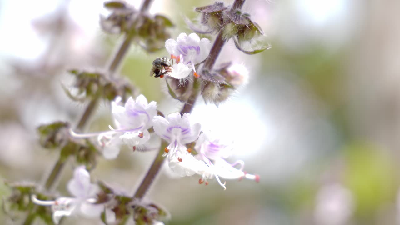 Native Australian Bee Collecting Nectar On Flowers - Close Up