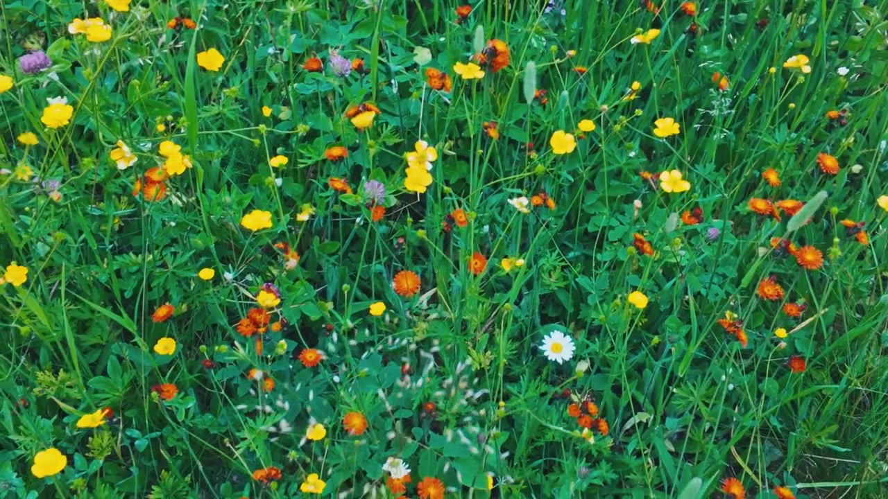 Fiori colorati in un campo aperto e selvaggio