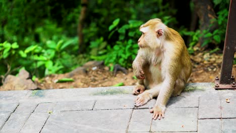 the monkey sits in a park in the forest. natural habitats. animals in the wild