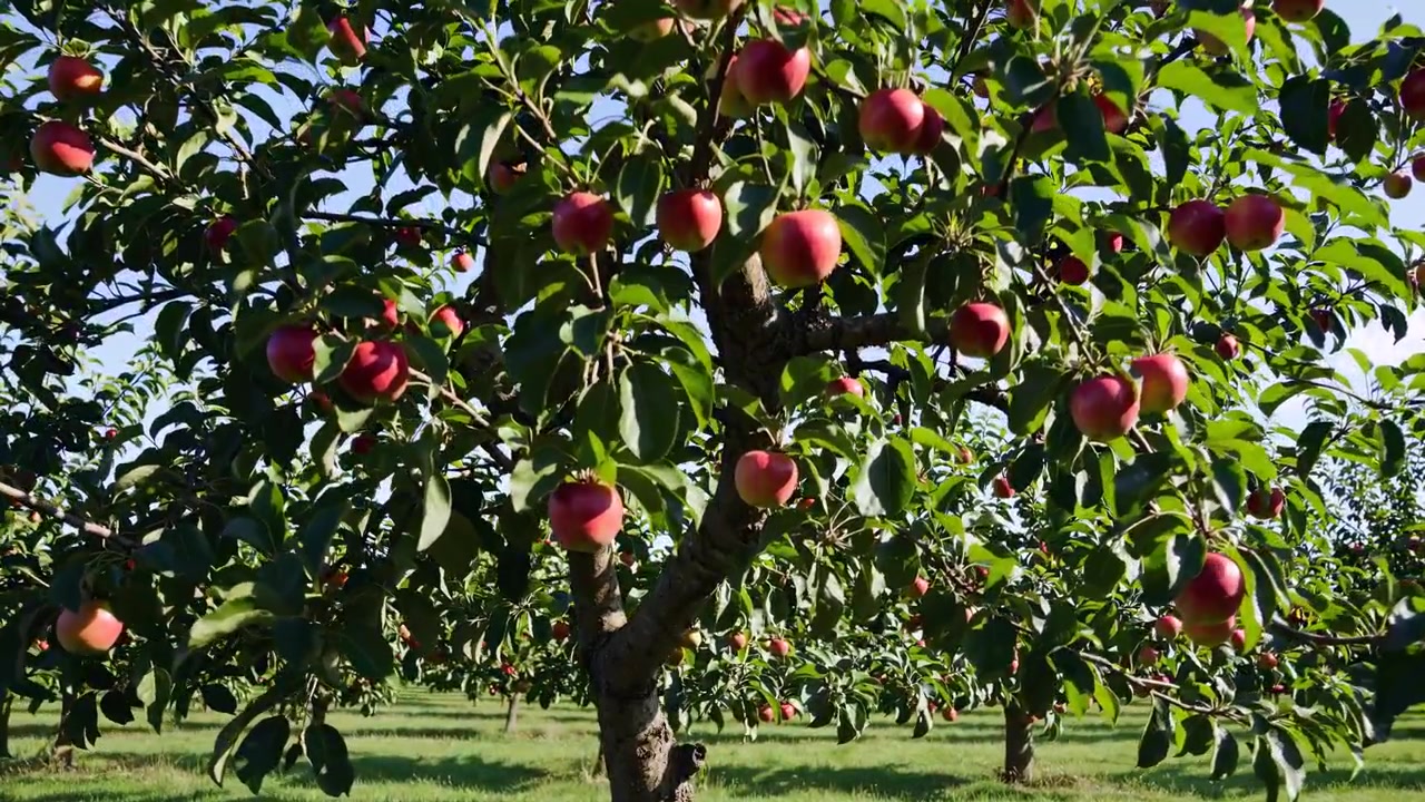 Mele rosse mature appese all'albero in un frutteto soleggiato