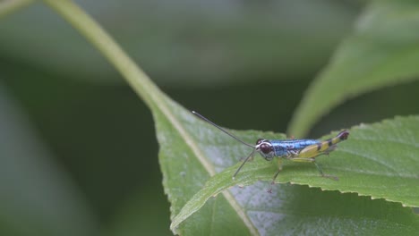 painted grasshopper insect sits on edge of a leaf of strobilanthes plant feeling the light rains and waiting to jump off to other place in search of food in the western ghats of india