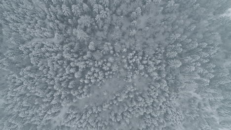 top down descending aerial over frozen white pine forest in wilderness