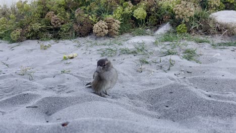 small brown bird sits in the sand and looks for food