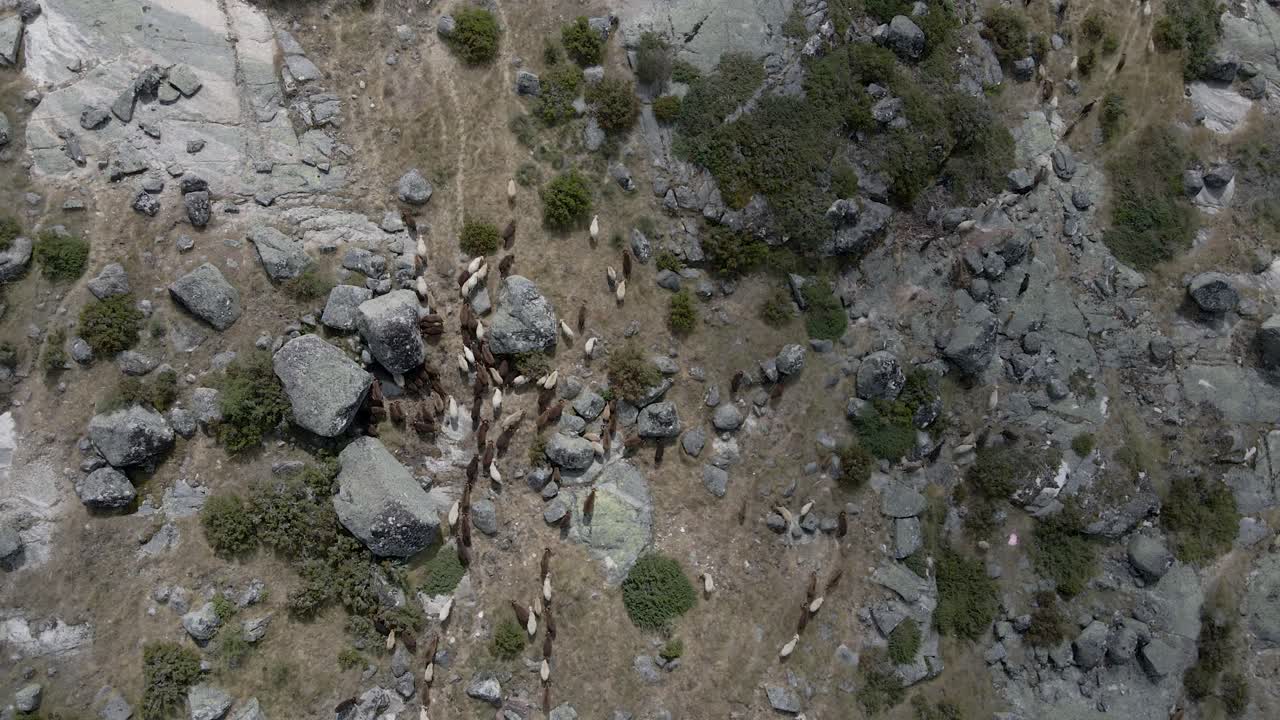 drone se eleva desde una vista de pájaro sobre un rebaño de cabras en lagoa comprida