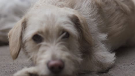 4k cámara lenta retrato amarillo pequeño perro