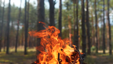 campfire in the forest