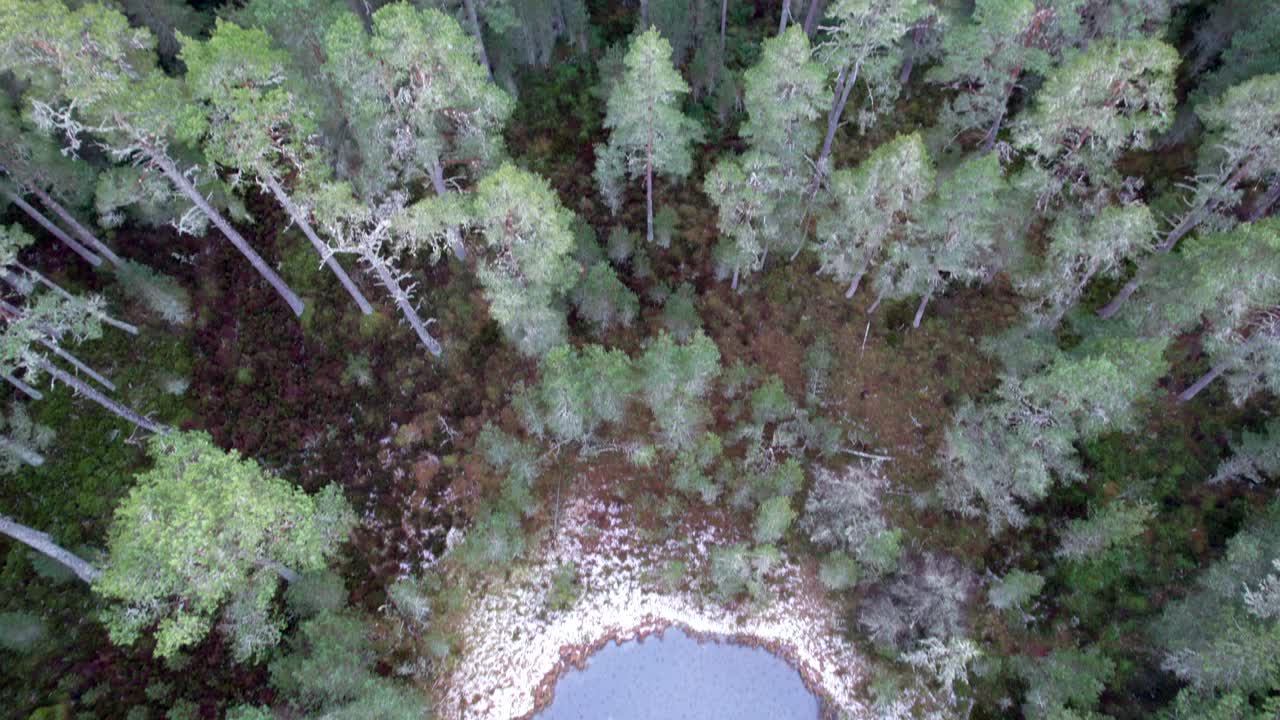 imágenes aéreas de drones sobre un lago cubierto de hielo que se derrite se inclinan para revelar un bosque de pinos cerca de granton-on-spey en el parque nacional de cairngorms en escocia