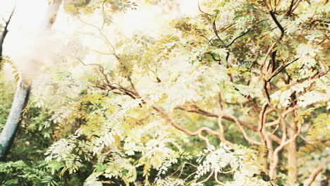 misty-rainforest-and-bright-sun-beams-through-trees-branches