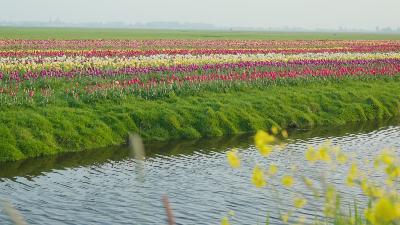 поле тюльпанов в нидерландах, демонстрирующее ряды тюльпанов разных цветов вдоль причудливой реки, изображающее типичную голландскую сцену
