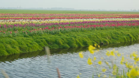 Ein-Tulpenfeld-In-Den-Niederlanden,-Das-Reihen-Verschiedenfarbiger-Tulpen-Entlang-Eines-Malerischen-Flusses-Zeigt-Und-Eine-Typisch-Niederländische-Szene-Einfängt
