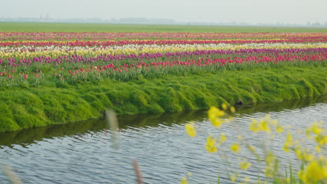 a tulip field in the netherlands showcasing rows of differently colored tulips along a quaint river, capturing a typically dutch scene