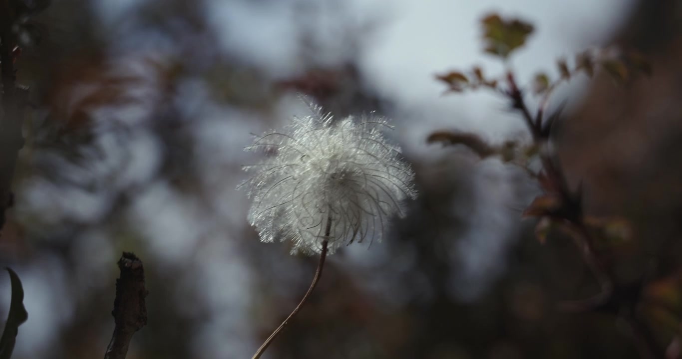 Annapurna Circuit, Manang, Nepal. Focus shot of a fluffy wild Clematis seed head, also known as Old Man's Beard, against the blurred background, growing along the trekking route.