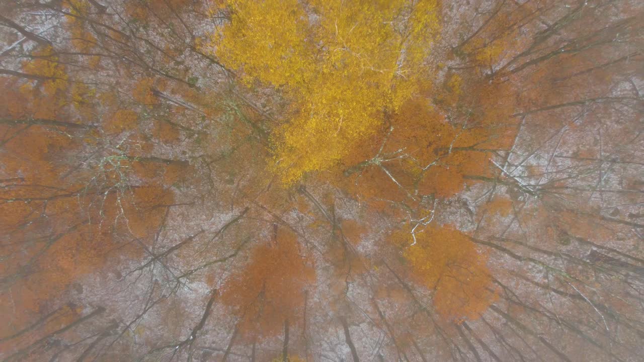 Low to High Altitude Aerial Shot of Bright Orange and Yellow Autumn Forest with Light Snow on Ground in New Hampshire, USA