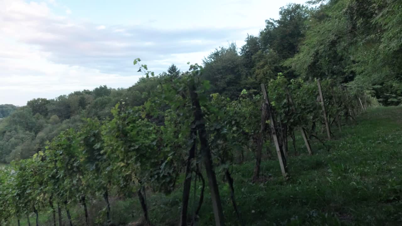 슬로베니아 동부의 와인 산지 예루살렘 이상적인 관광지