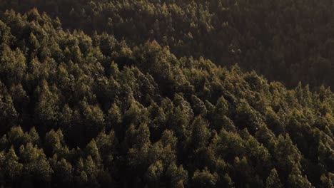 Tranquil-late-afternoon-as-sunlight-filters-through-forest-trees-during-sunset