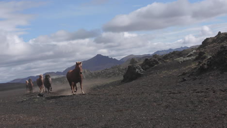 icelandic horses running in volcanic landscape