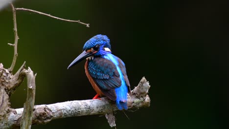 El-Martín-Pescador-De-Orejas-Azules-Es-Un-Pequeño-Martín-Pescador-Que-Se-Encuentra-En-Tailandia-Y-Es-Buscado-Por-Los-Fotógrafos-De-Aves-Debido-A-Sus-Hermosas-Orejas-Azules,-Ya-Que-Es-Una-Pequeña,-Linda-Y-Esponjosa-Bola-De-Plumas-Azules-De-Un-Pájaro