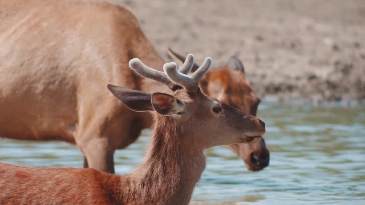 Jeune cerf rouge mâle avec sa mère dans le cours d'eau buvant de l'eau. Un faon mâle de cerf rouge buvant de l'eau