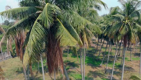 Grandes-Palmeras-Crecen-Entre-La-Naturaleza-Pictórica-En-Un-Día-Caluroso