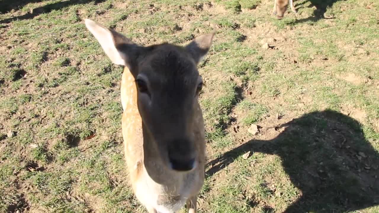 손으로 야생동물에게 먹이주기