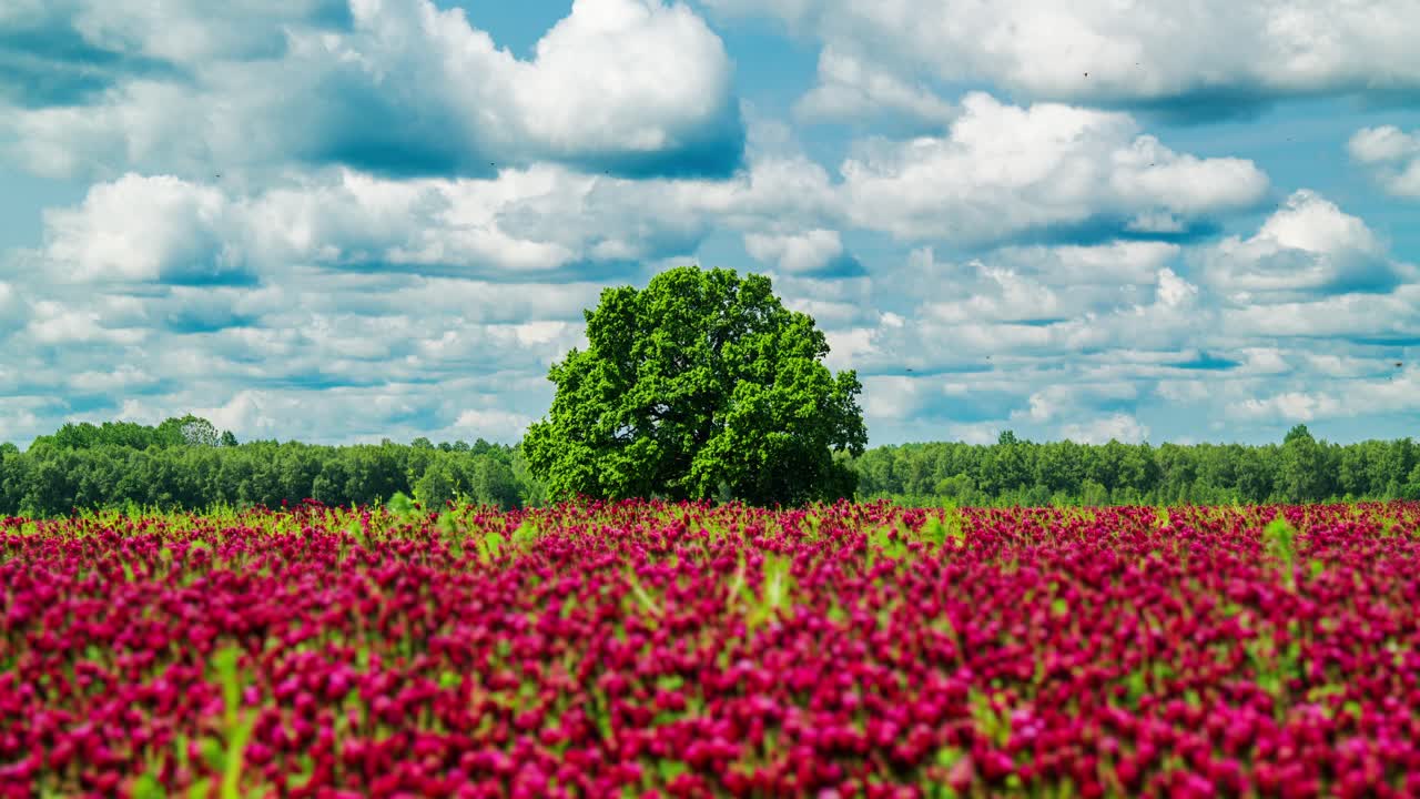 Vivid natural color, moving clouds, wind-blown clover, insects, Latvia timelapse