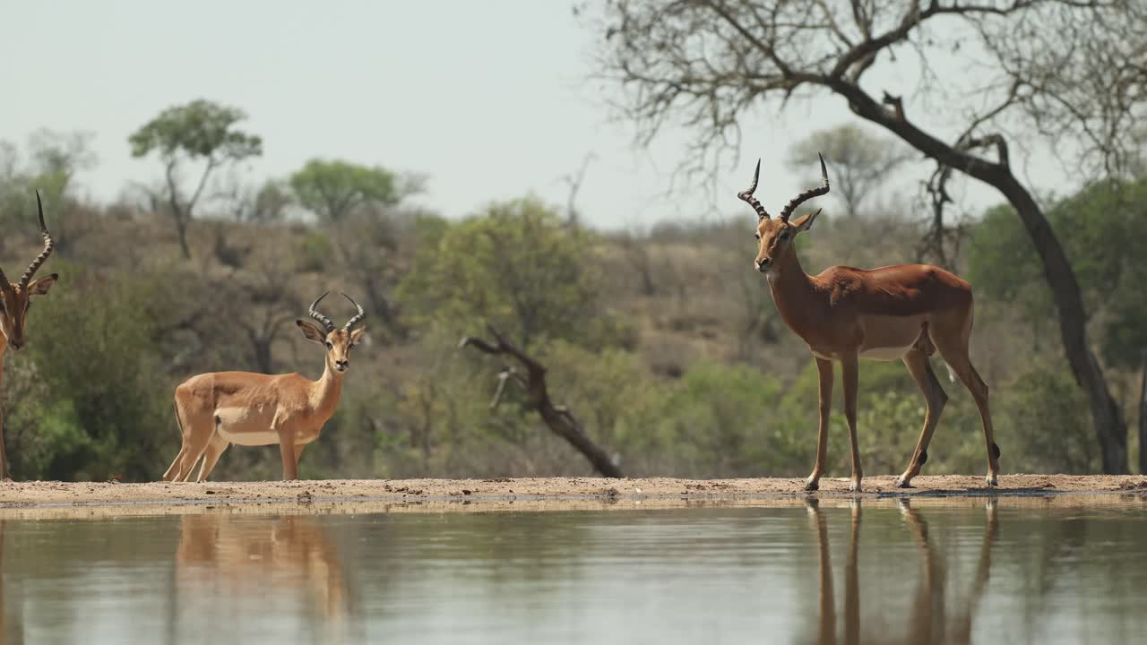 Three impala males standing in front of a waterhole at an underground hide, Greater Kruger