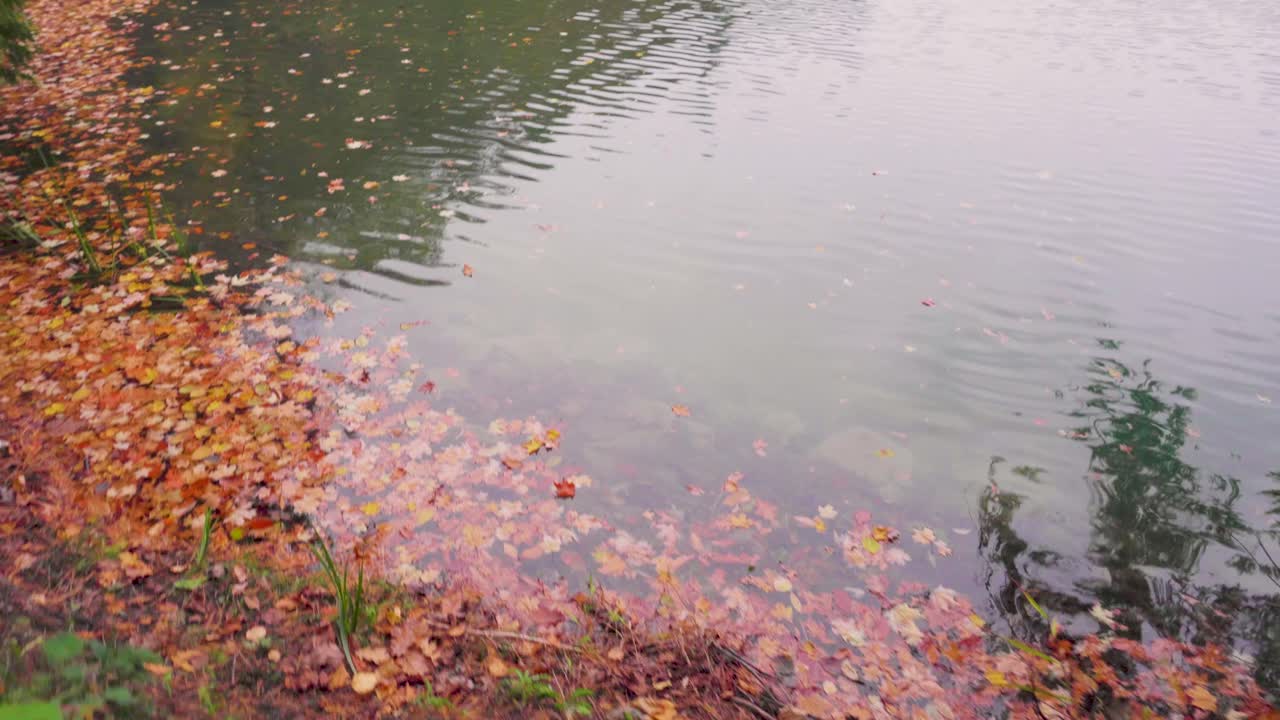 옆에 잎이 있는 땅에서 역동적인 상승 샷