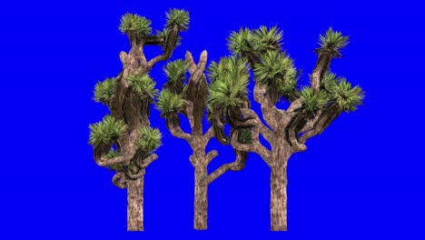 clúster de árboles de joshua en 3d con efecto de viento en pantalla azul animación en 3d