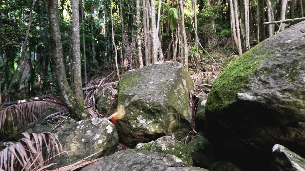 rocas cubiertas de musgo en un denso arroyo forestal