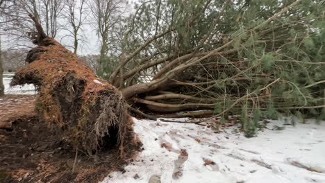 uprooted tree covered in snow from wind, slow wide angle pan during winter