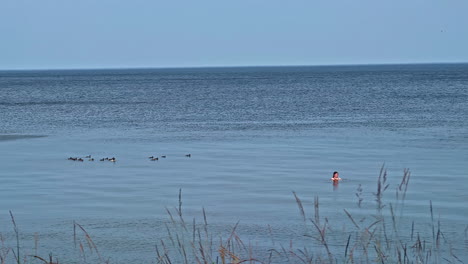 Woman swimming in calm shallow lake with birds floating nearby under clear evening sky